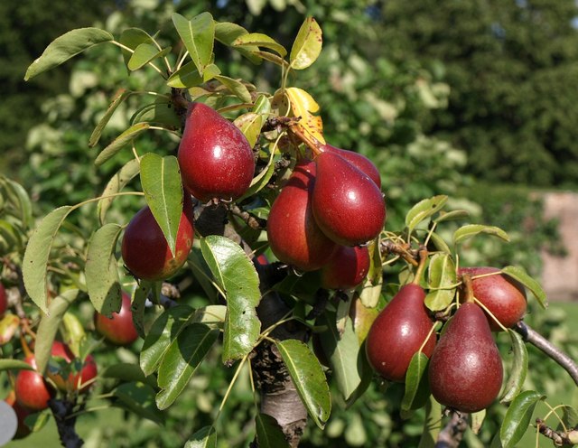 Pears, Beningbrough Hall gardens