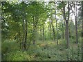 Woodland, Goldsborough Moor