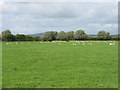 ST3949 : A field on Binham Moor by David Purchase