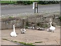 Swans,Tayport Harbour