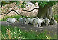 Ponies near Stanlake Bridge