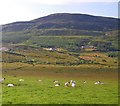 C0132 : Grazing sheep and hill beyond by C Michael Hogan