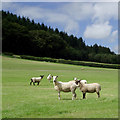 Pasture and forest north-east of Llangybi, Ceredigion