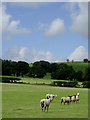 Farmland north-east of Llangybi, Ceredigion