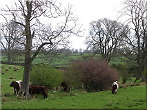 SE1879 : Cattle near Ilton by Maigheach-gheal