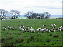 SE1879 : Sheep near Ilton by Maigheach-gheal