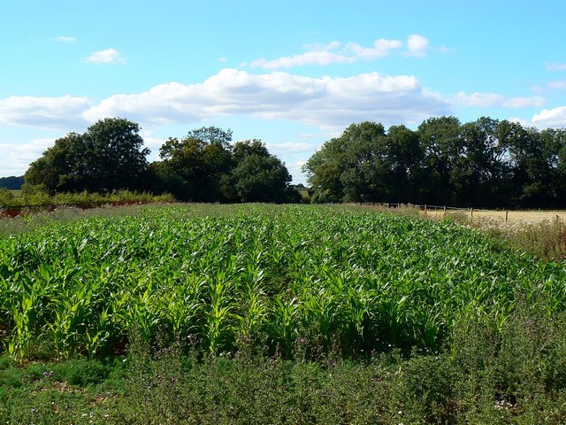 Maize near Wickfield Farm, Shefford Woodlands