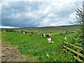 Grazing Cattle, Hallgarth Farm, Raisdale