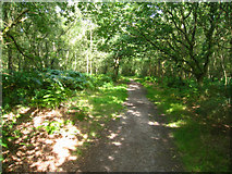 SU5369 : Path on Upper Common by Mr Ignavy