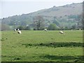 Lambs under the Brown Clee