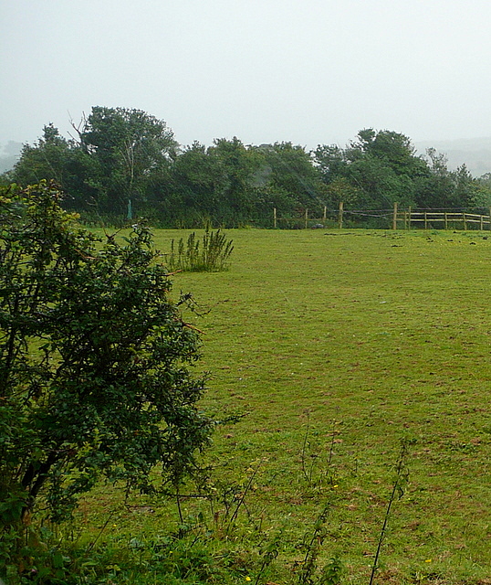 Pasture at Rosevidney Farm