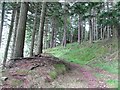 NO6879 : Track in Holeglen Wood by Richard Webb