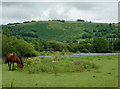 Grazing by the Afon Teifi at Pont Gogoyan, Ceredigion