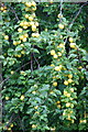 Ornamental plums in Bellwood Riverside Park, Perth