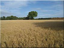 SU5849 : Hansfords Field - Breach Farm by Mr Ignavy