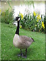 Canada Goose at pond on Frenchay campus, UWE