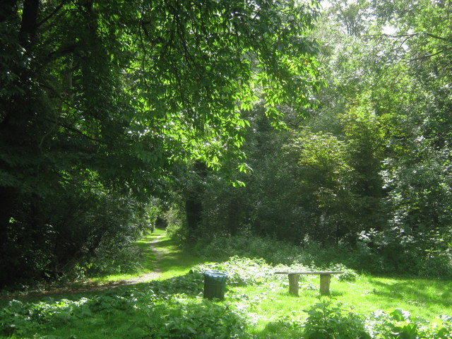 Path junction in Frank's Park woods