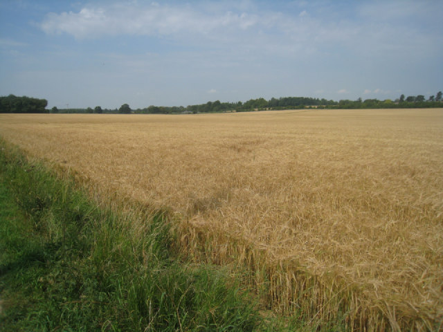 Wheat field near Pardown