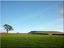 SD8044 : A tree and Pendle Hill by Karl and Ali