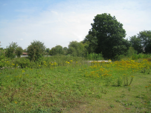 Overgrown paddock