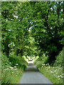 Lane to Olmarch from Pont Gogoyan, Ceredigion