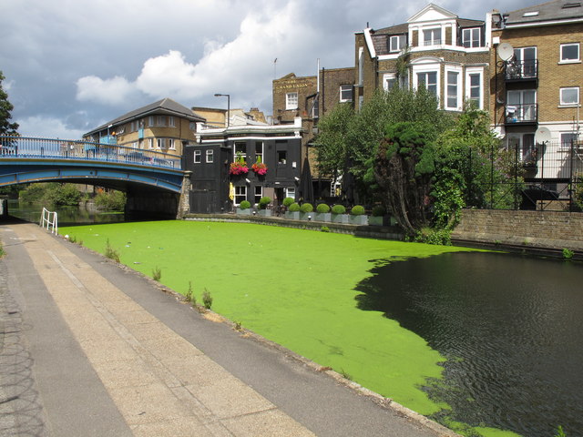 Duckweed by the Grand Union public house