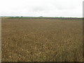 Farmland off the A161