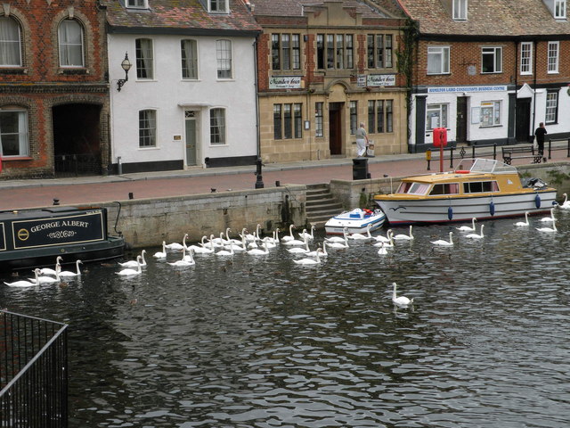Swanning about on the Ouse