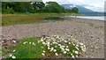 NM9535 : Loch Etive Shoreline by Mick Garratt