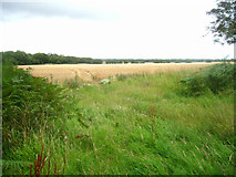 SU5849 : Great Wildcroft Field - (20.5 acres) by Small's Copse by Mr Ignavy