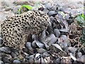 Riff Llyngyr y Diliau / Honeycomb Worm Reef