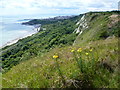 Cliff top view of Folkestone Warren at Capel-le-Ferne