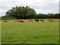 Cattle, Higher Marsh