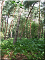 Fir trees and bracken, Minsmere