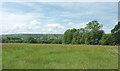 Pasture east of  Capel Betws Lleucu, Ceredigion