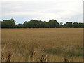 Farmland of Hirst Lane