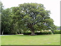 Tree and bench, Bronllys Hospital grounds