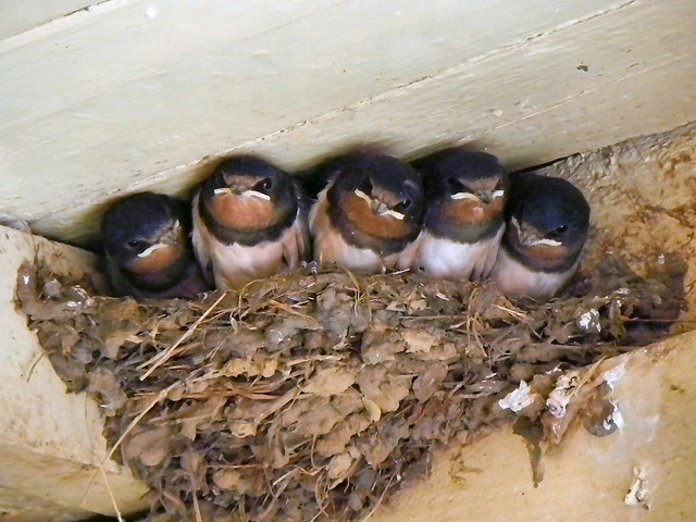 Swallows at Levisham © David Dixon :: Geograph Britain and Ireland