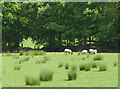 Grazing east of  Capel Betws Lleucu, Ceredigion