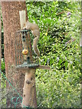 SJ3681 : Grey squirrel on a bird feeder by Eirian Evans