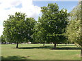 Trees in Crouch Croft Recreational Ground