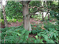 Woodland on the edge of Leiston Common