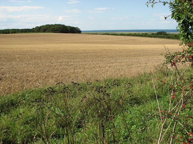 Harvested field by Crockley's Plantation, Cley