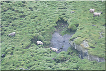 NA1505 : Sheep on Boreray, St Kilda by Mike Pennington