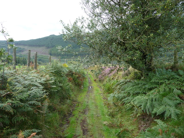 Old sunken way above the Afan Valley