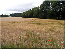 SE6971 : Poppies in a Barley Field by Andy Beecroft