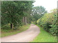 Track through Bawtry Forest