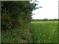 Field and Coneyborough Plantation