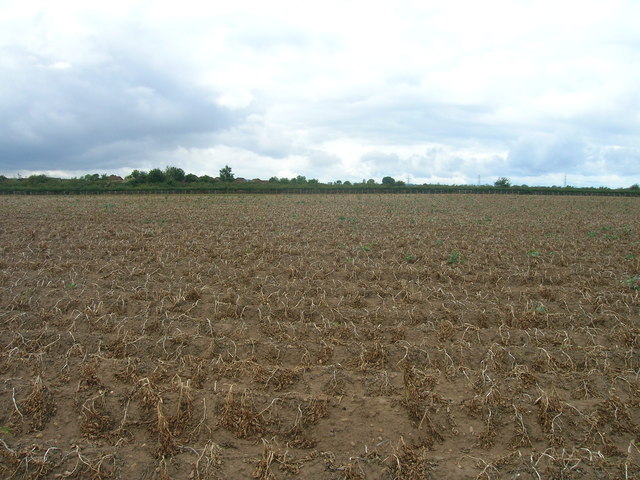 Potato field off Common Lane