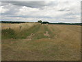 Farm track heading north from Bawtry Road